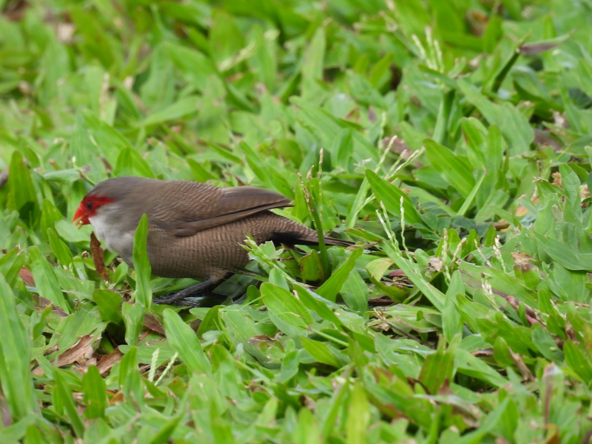 Estrilda mokogorria - ML646504653