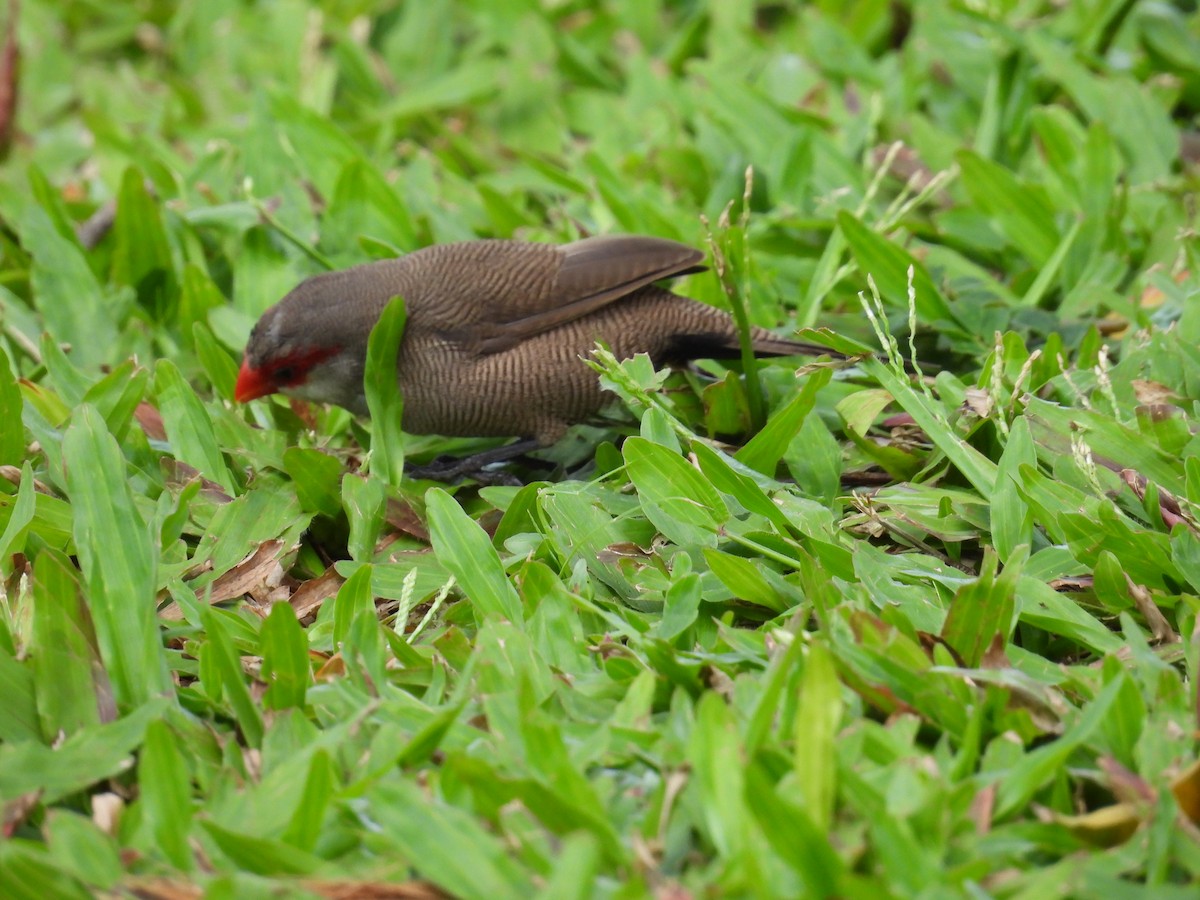 Estrilda mokogorria - ML646504654