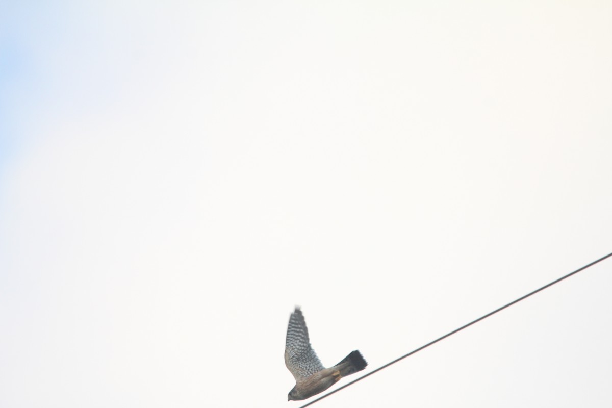 Merlin - ML646504656