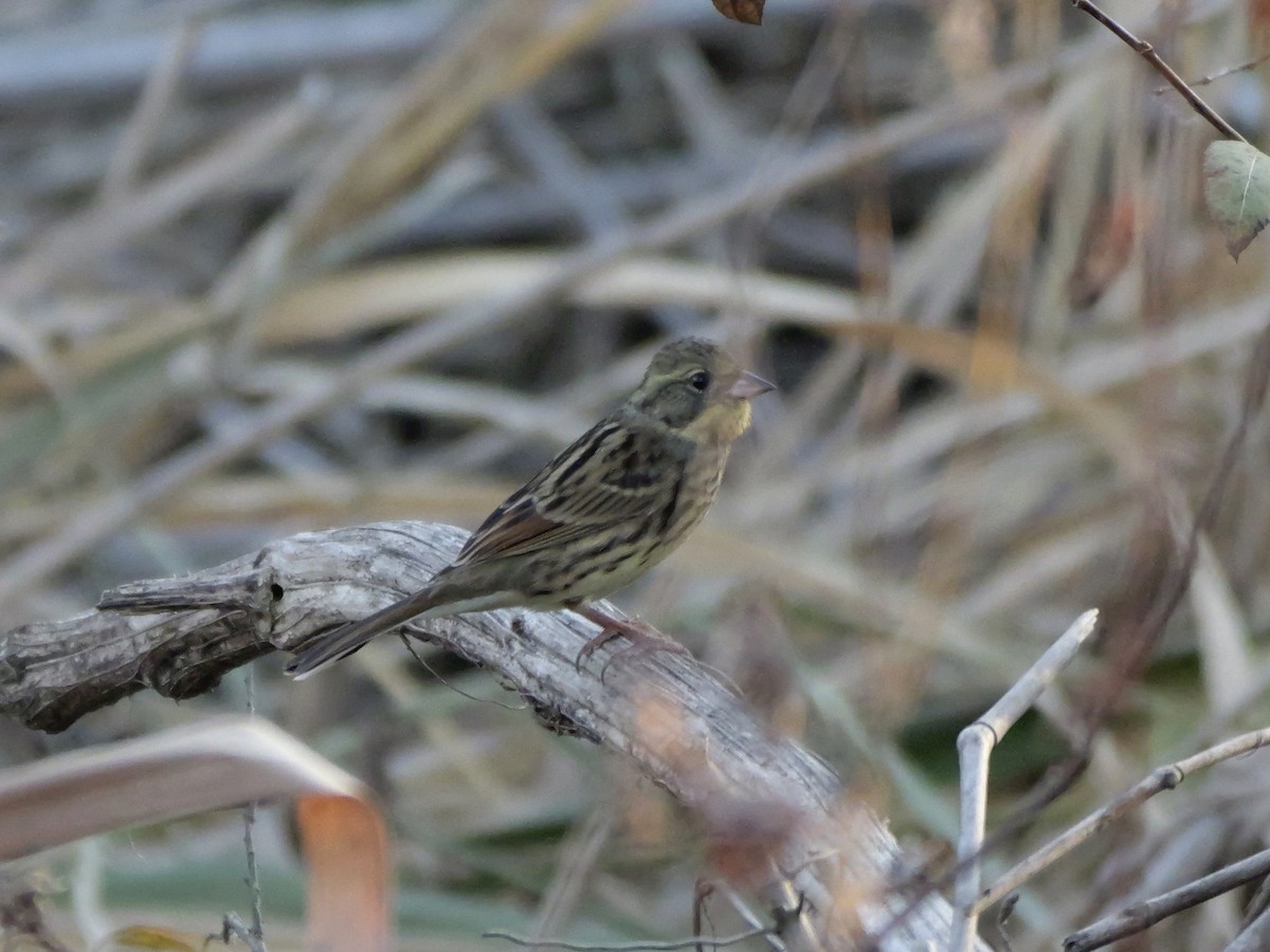 Masked Bunting - ML646504657