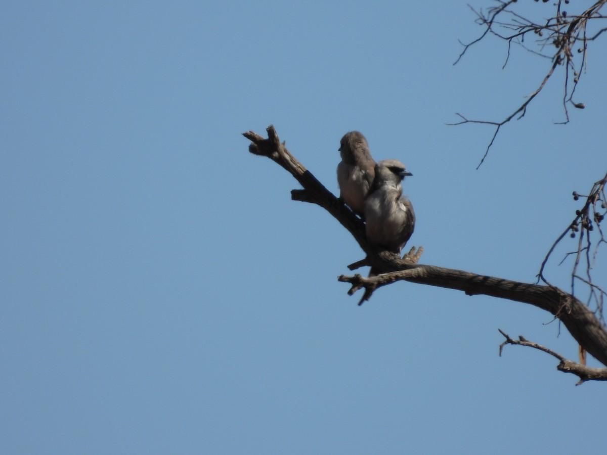 Black-faced Woodswallow - ML646504658