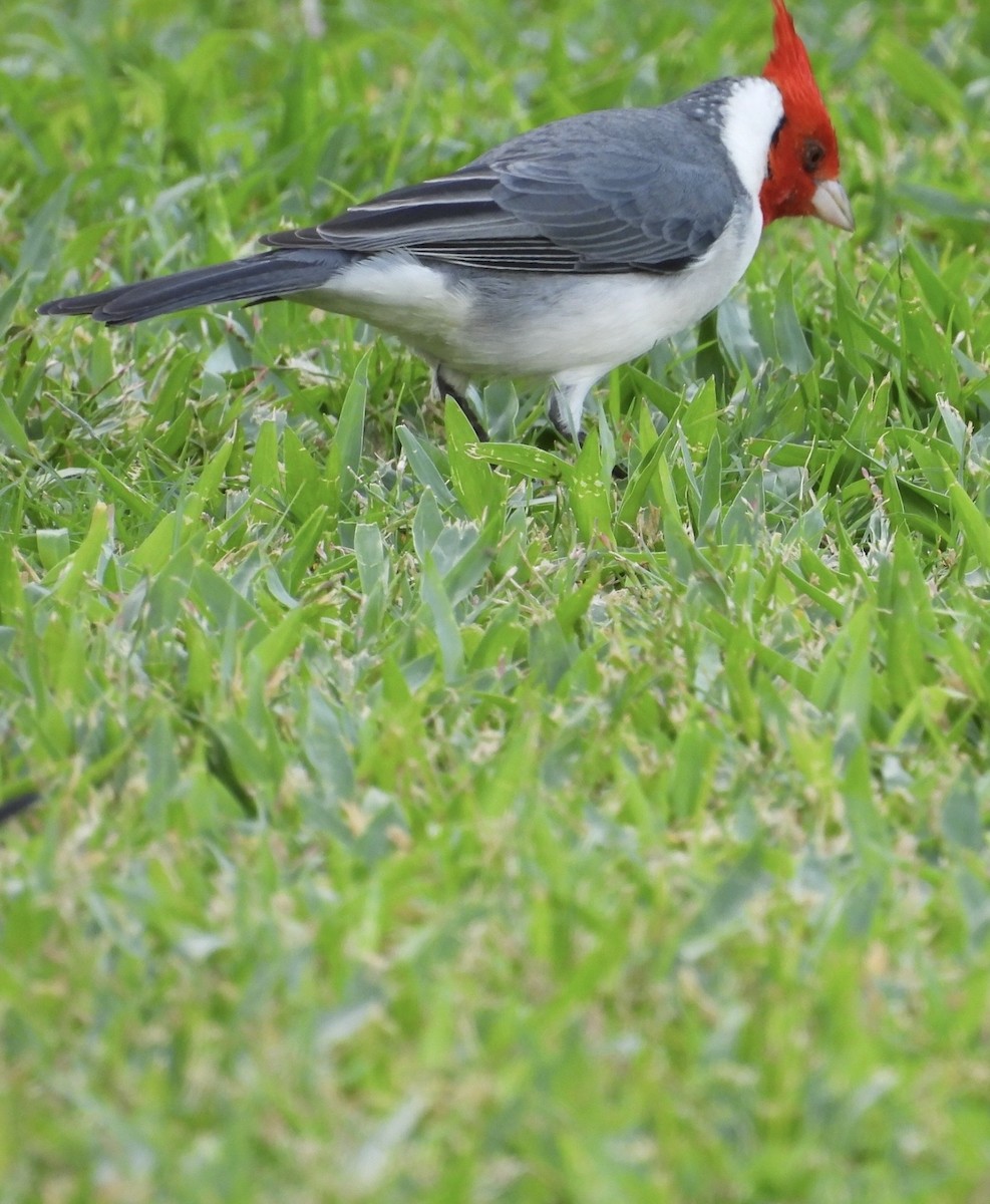 Red-crested Cardinal - ML646504659