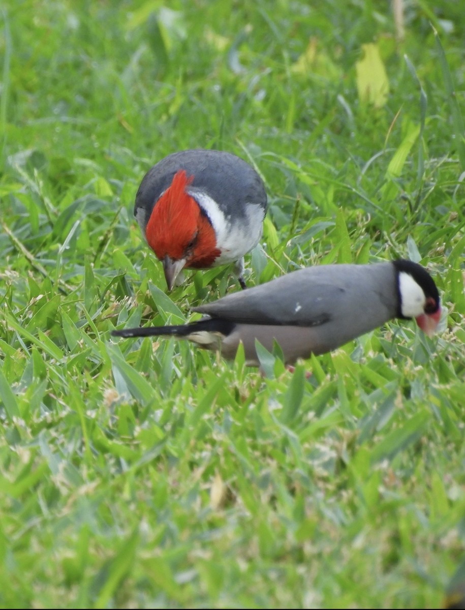 Red-crested Cardinal - ML646504660