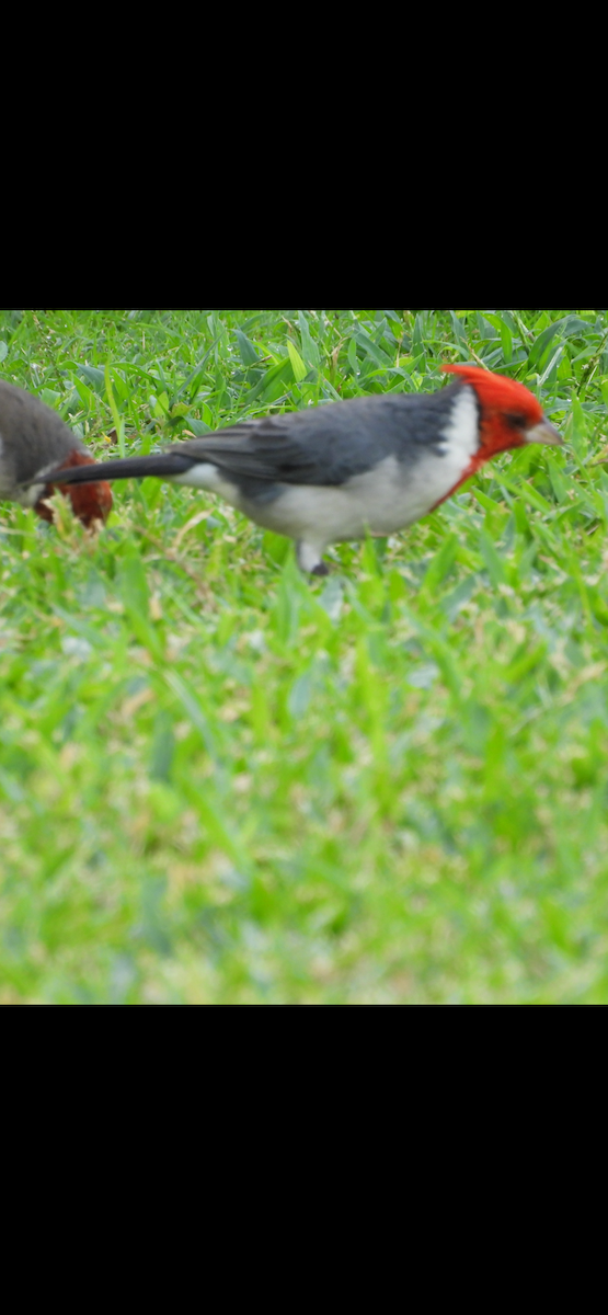 Red-crested Cardinal - ML646504661