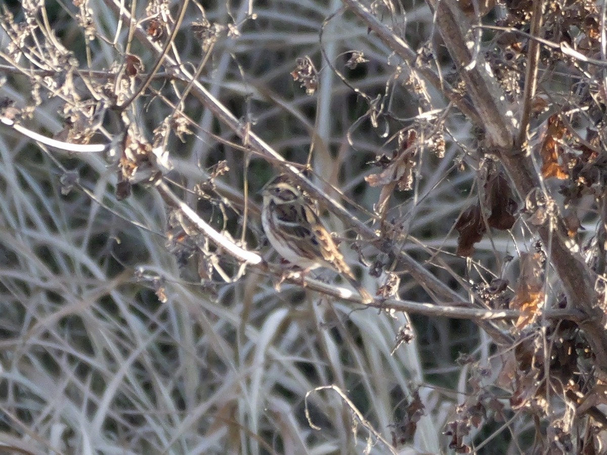 Rustic Bunting - ML646504662