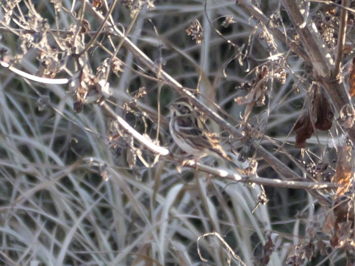 Rustic Bunting - ML646504663