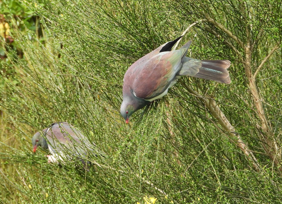 New Zealand Pigeon - ML646504664