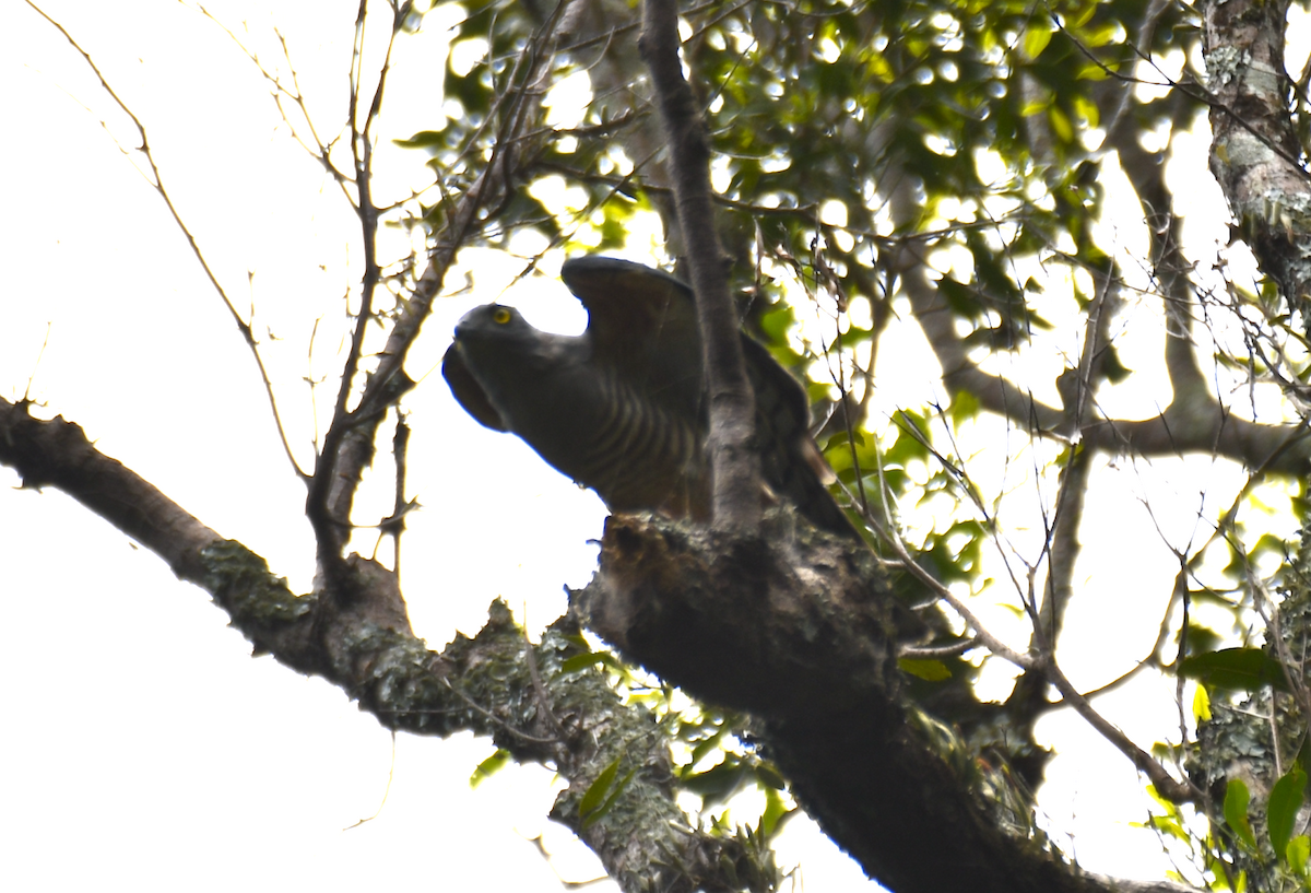 Pacific Baza - ML646504665