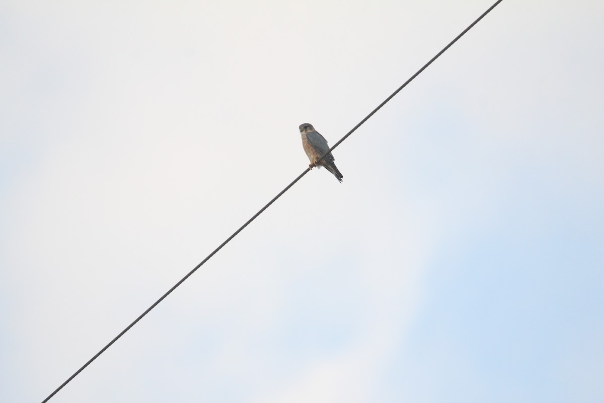 Merlin - ML646504666