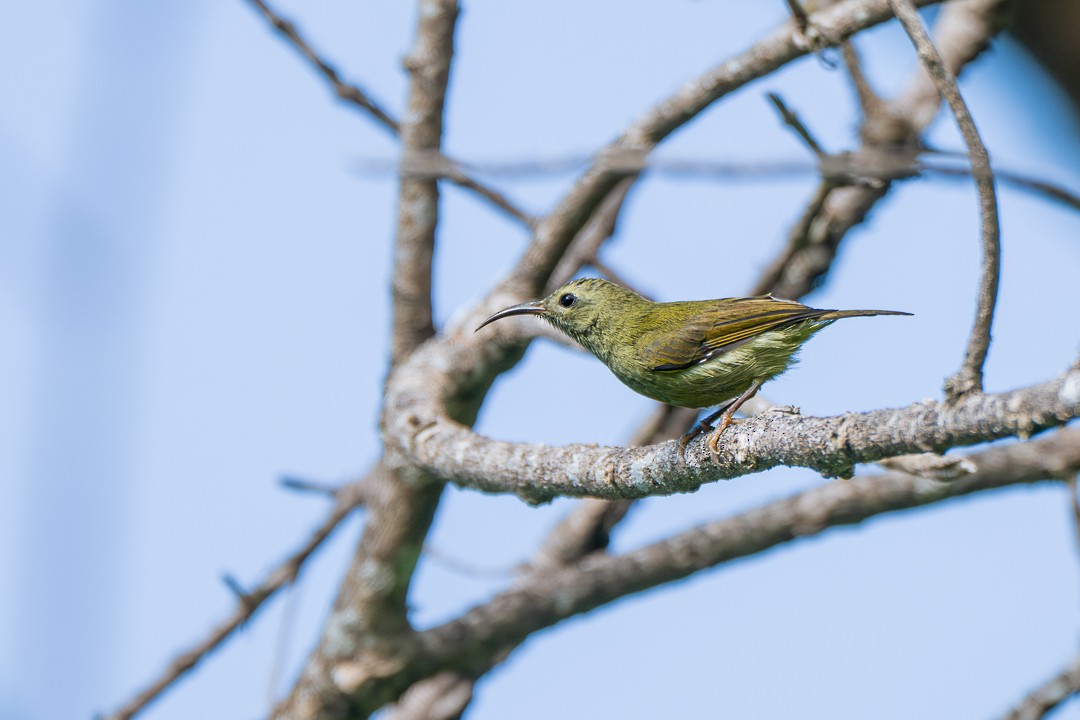 Green-tailed Sunbird - ML646504667