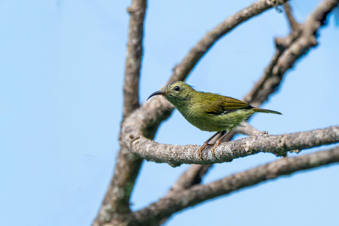 Green-tailed Sunbird - ML646504668