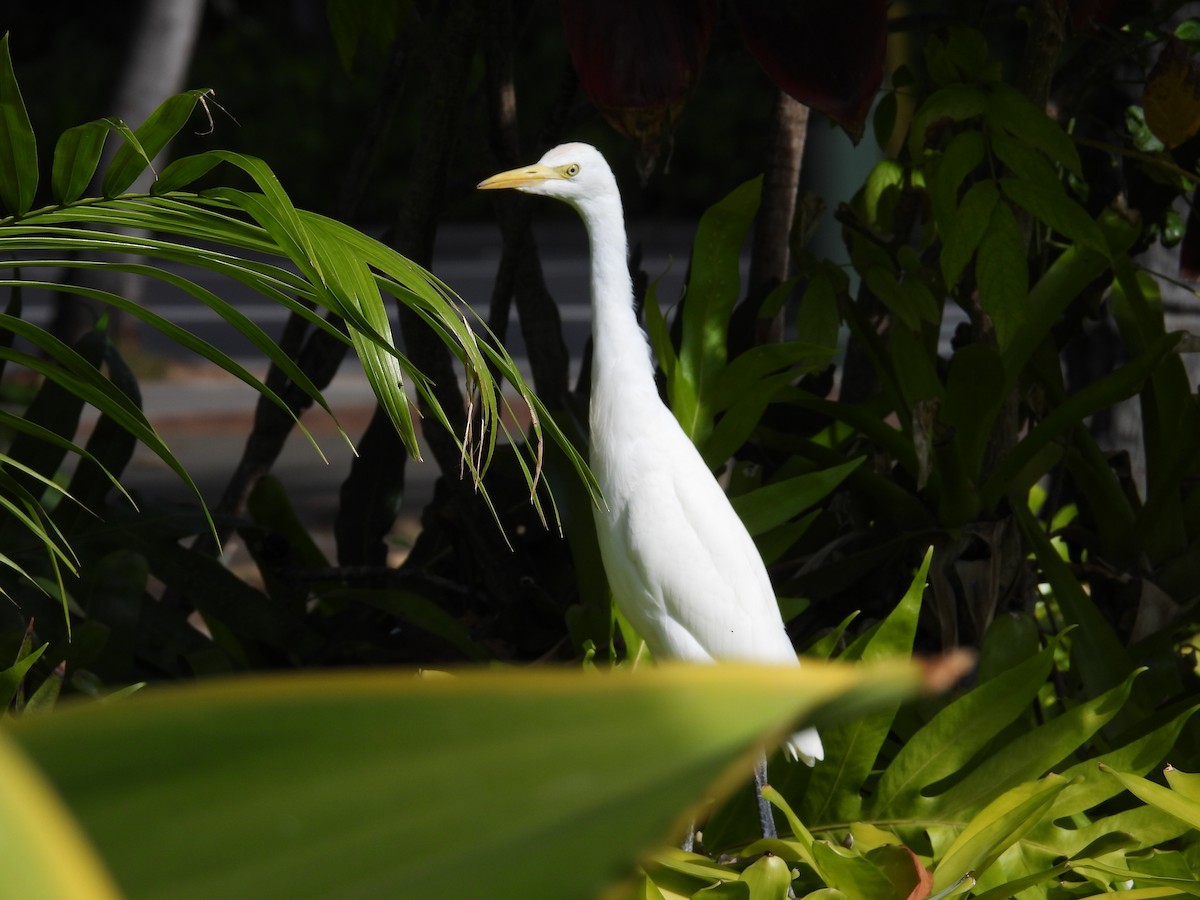 kuhegre - ML646504669