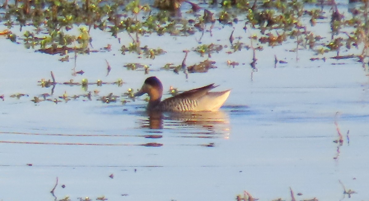 sølvand - ML646504672