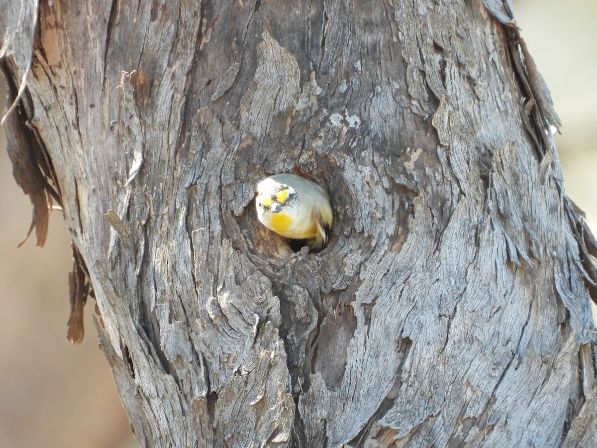 stripediamantfugl - ML646504673