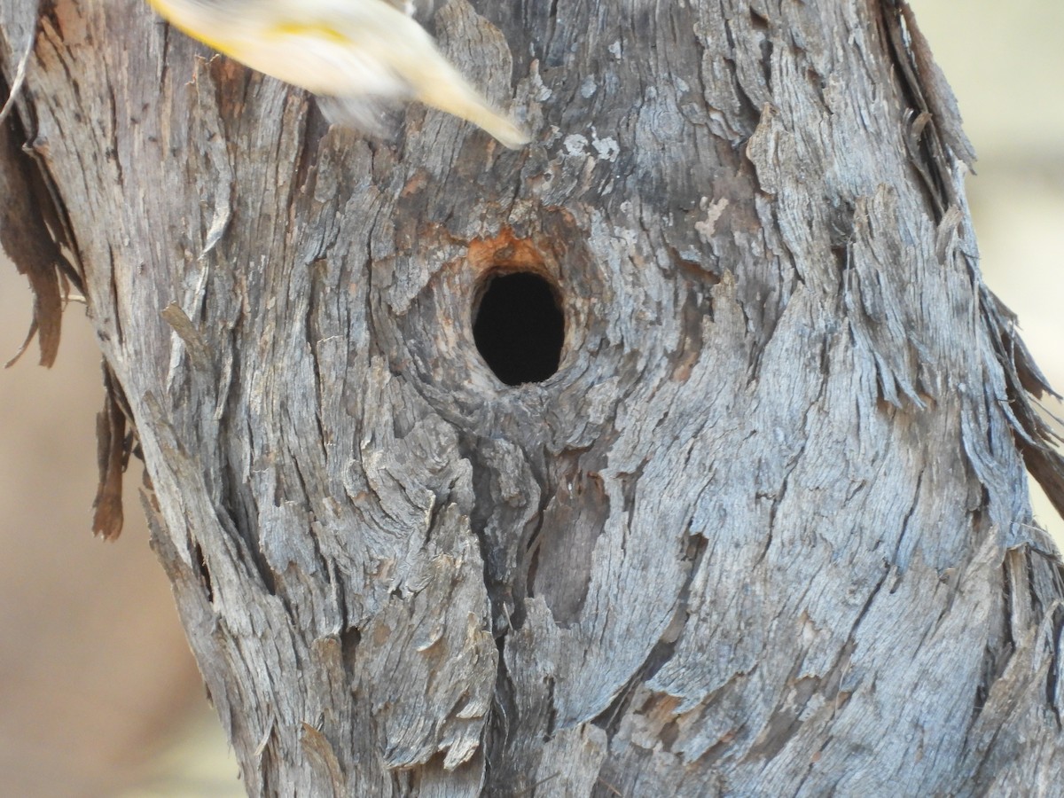 stripediamantfugl - ML646504674