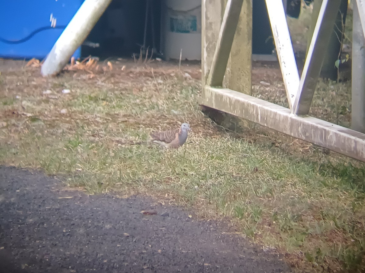 skjellryggdue - ML646504675