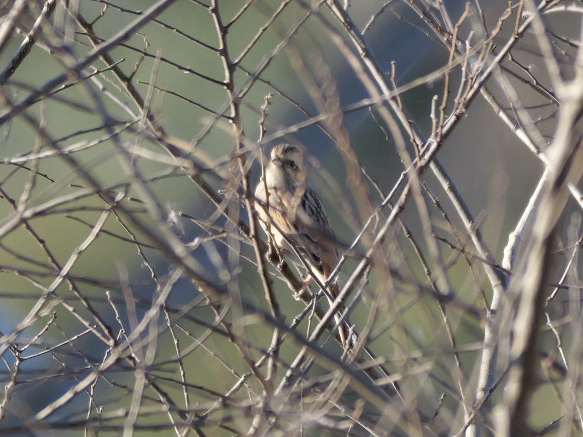 Meadow Bunting - ML646504676