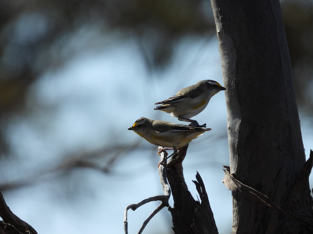 stripediamantfugl - ML646504677