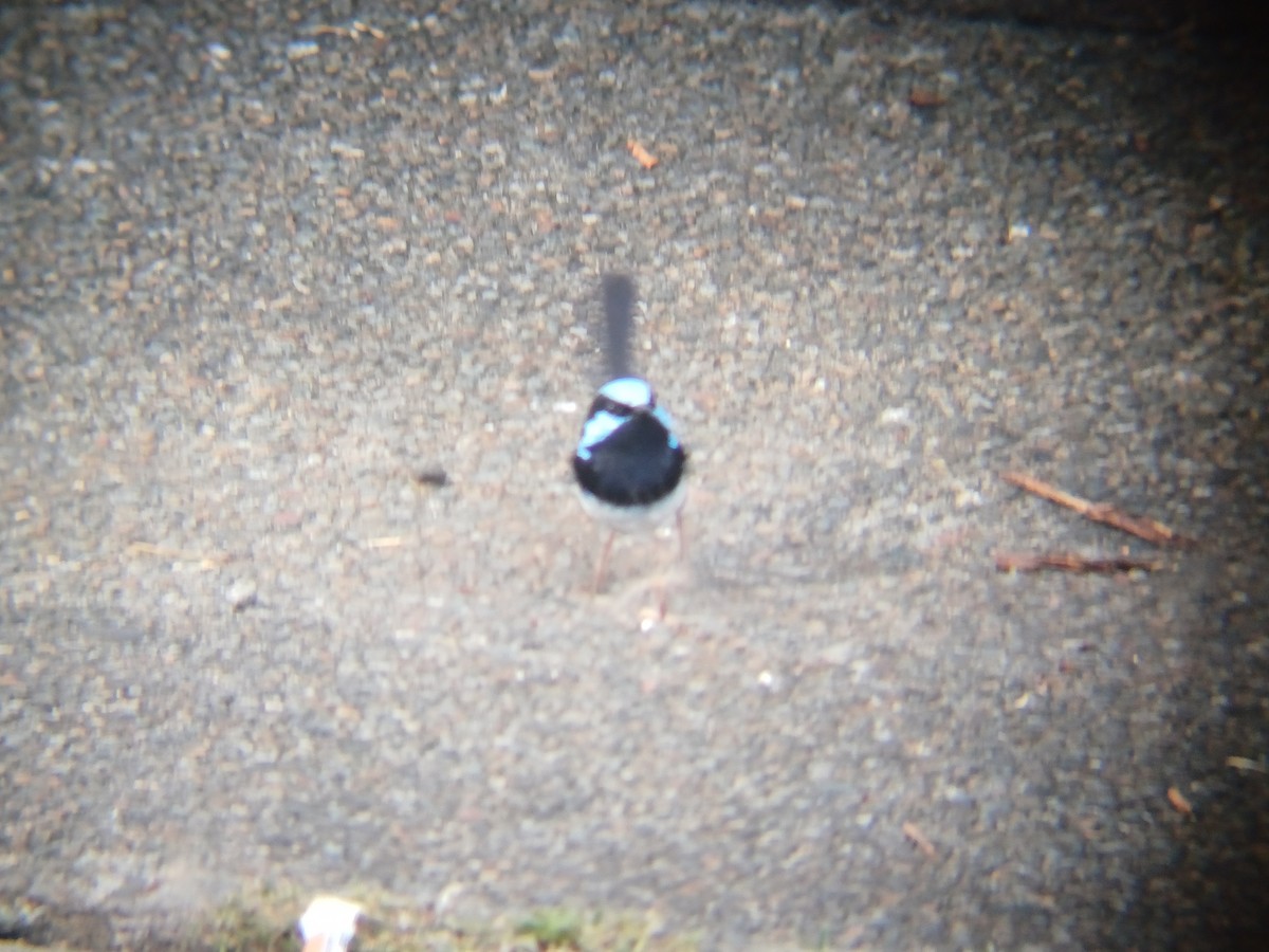 blåalvesmett - ML646504679