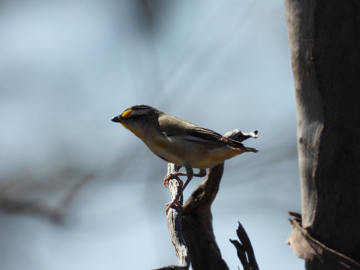 stripediamantfugl - ML646504680