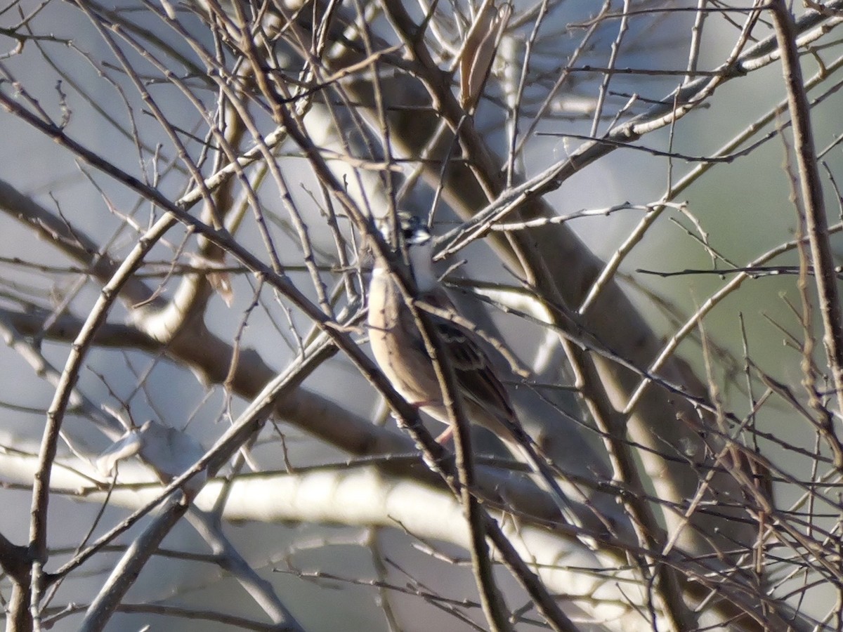 Meadow Bunting - ML646504681