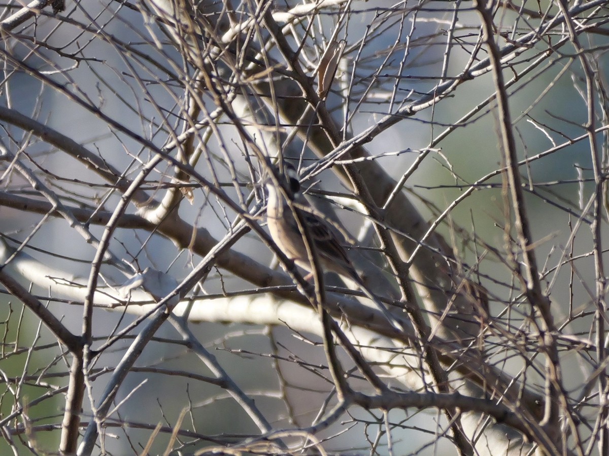 Meadow Bunting - ML646504682