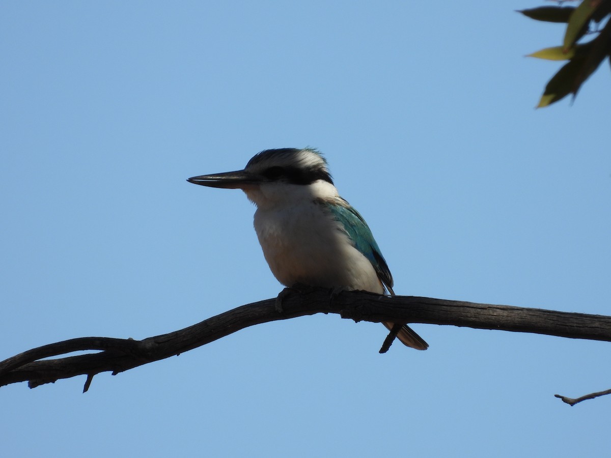 rustgumpisfugl - ML646504684