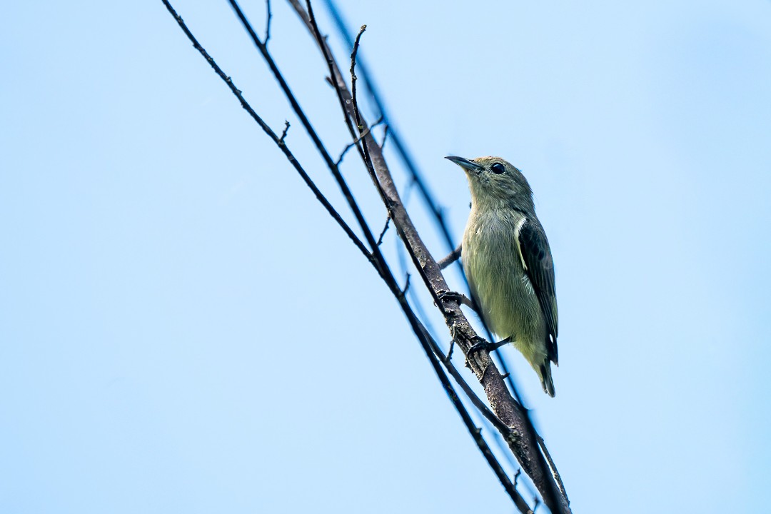 olivenblomsterfugl - ML646504685