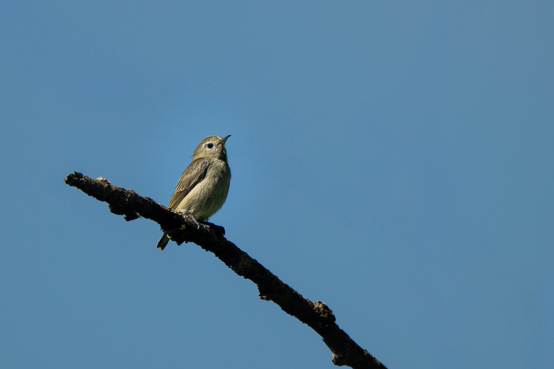 olivenblomsterfugl - ML646504686