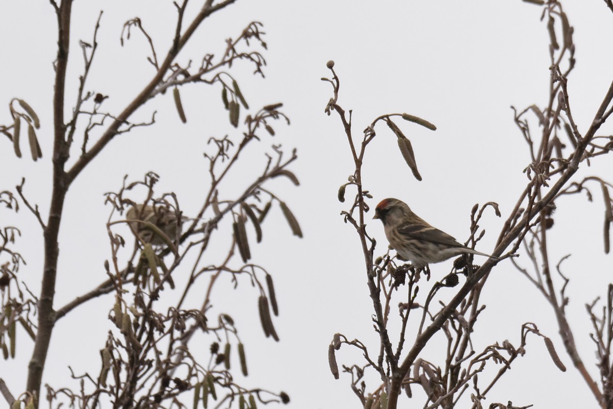 gråsisik (cabaret) (brunsisik) - ML646504688