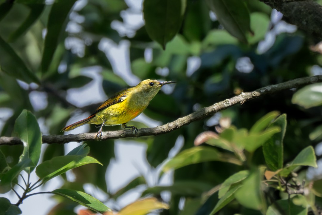 ildstjertsolfugl - ML646504694