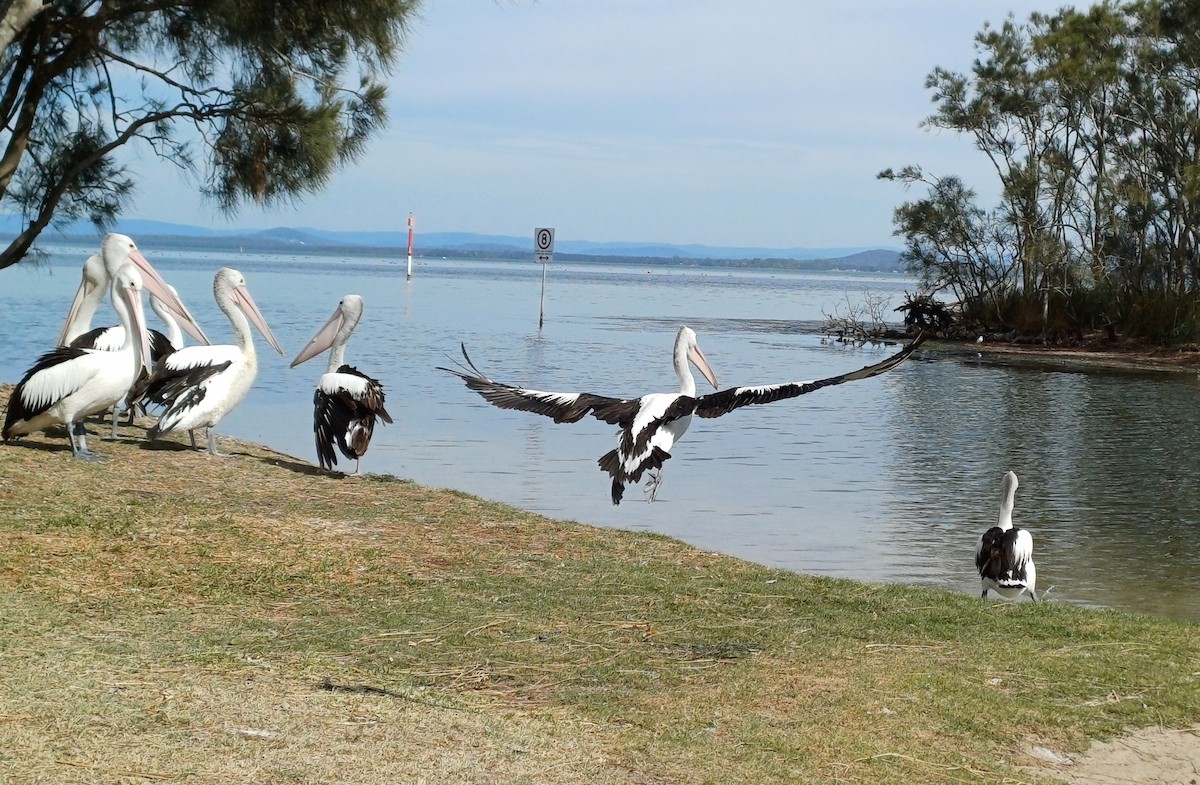 australiapelikan - ML646504696