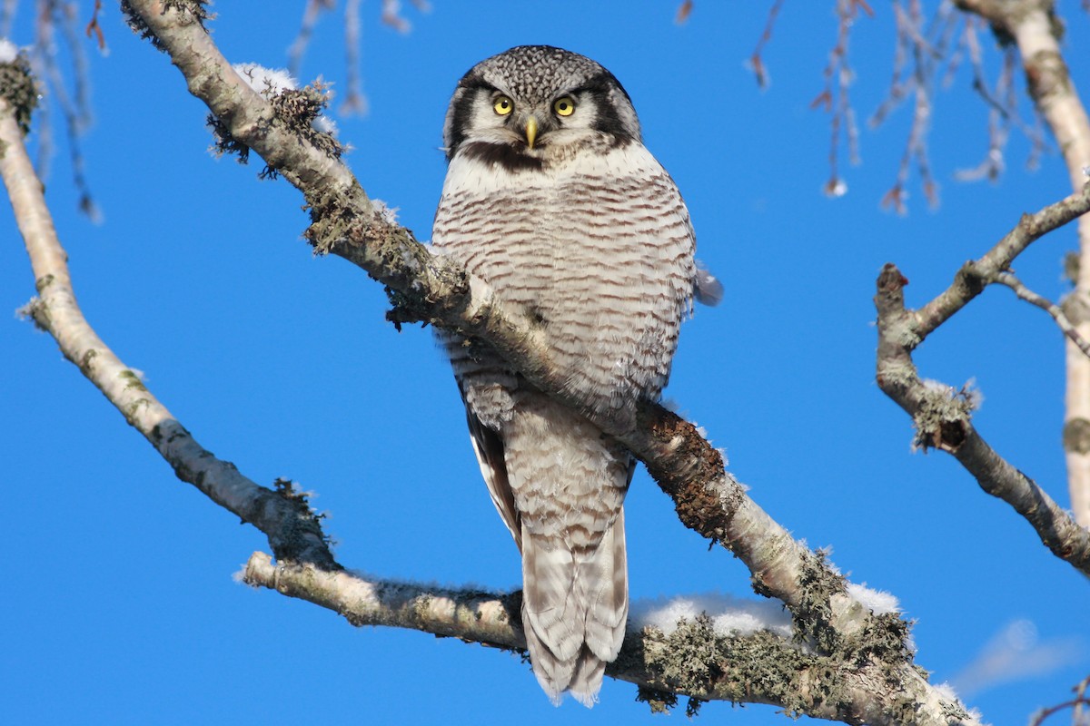 haukugle - ML646504697