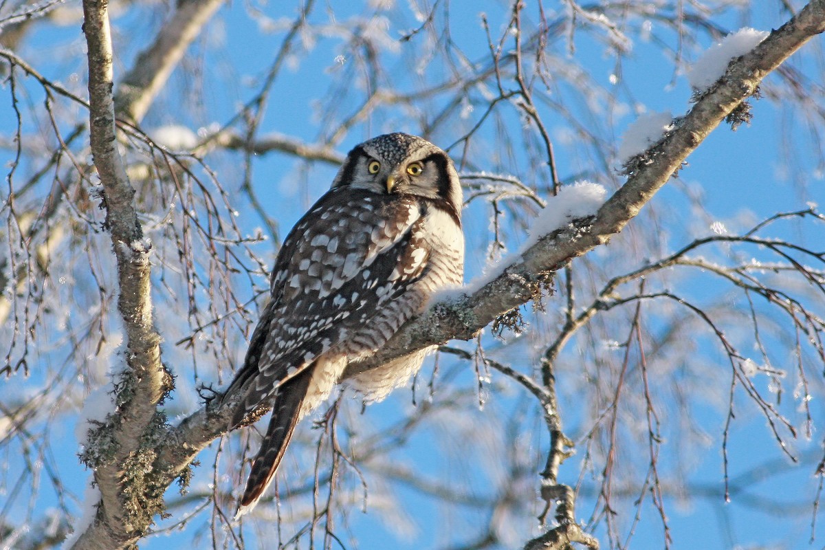 haukugle - ML646504698