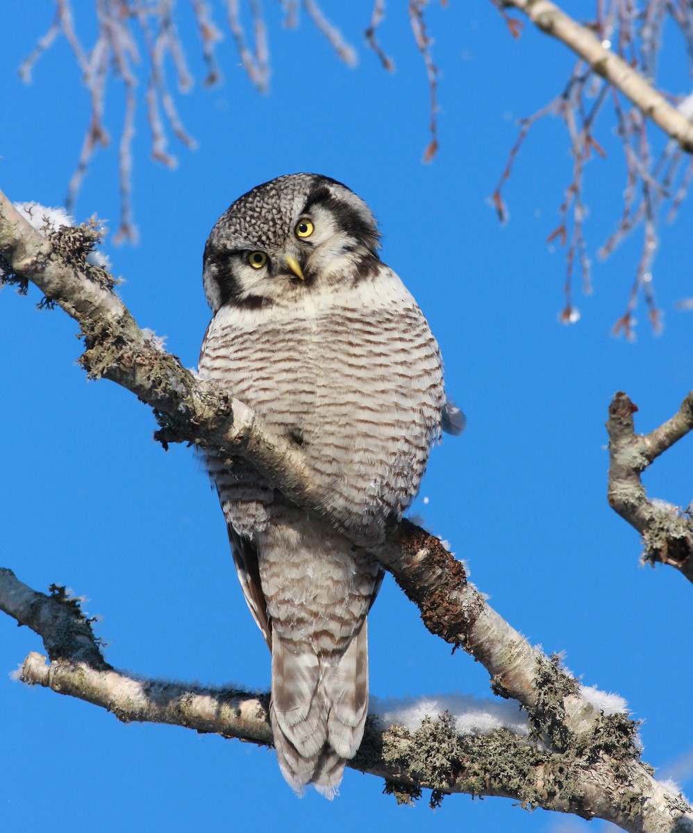 haukugle - ML646504699