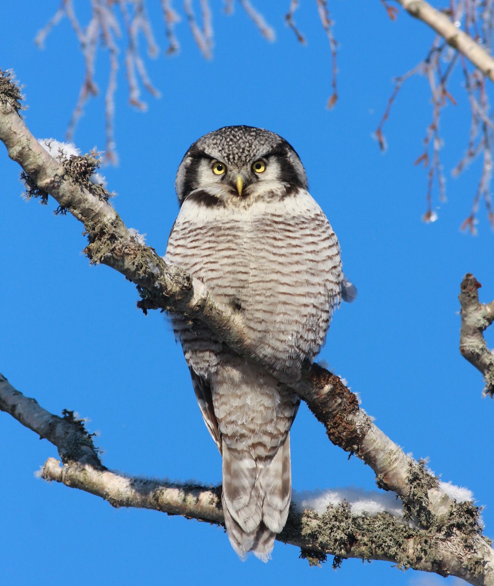 haukugle - ML646504700