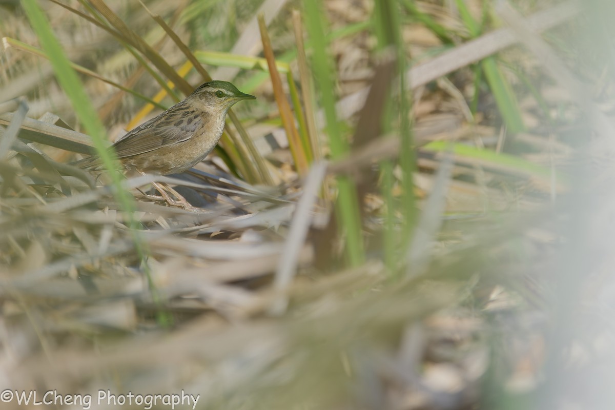 starrsanger - ML646504702