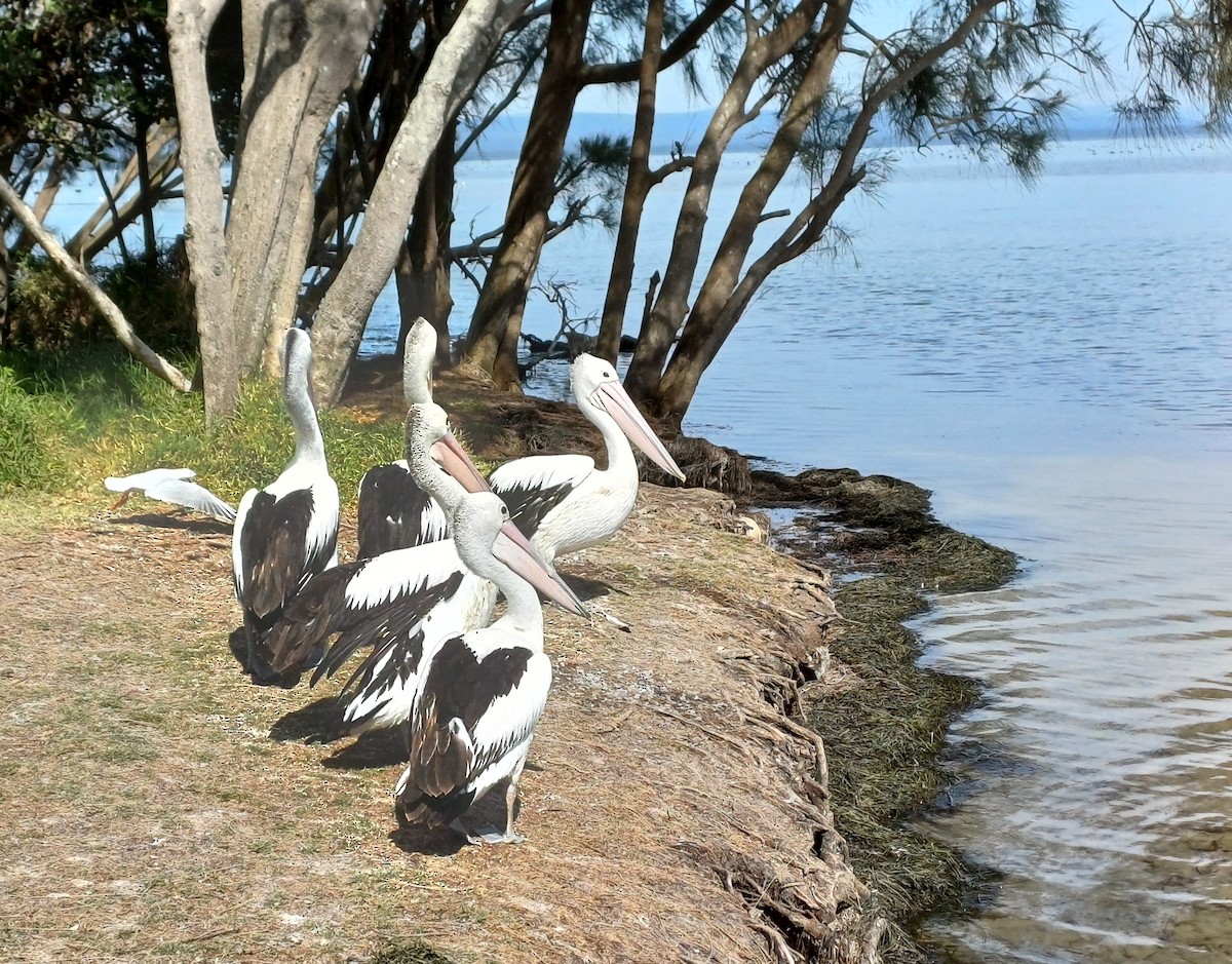 australiapelikan - ML646504703