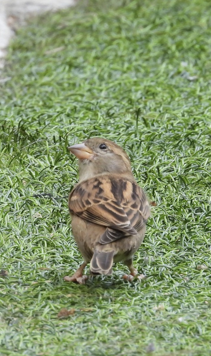 gråspurv - ML646504704