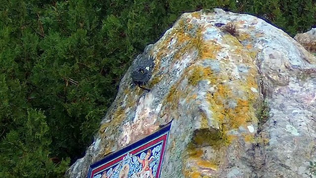 zedníček skalní - ML646504705