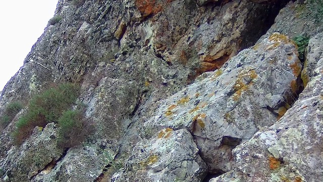 zedníček skalní - ML646504706