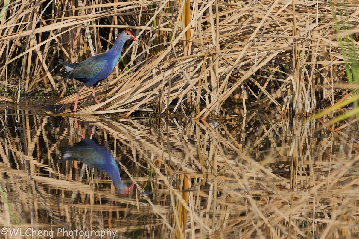 gråhodesultanhøne - ML646504707