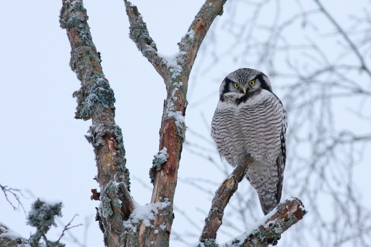 Northern Hawk Owl - ML646504713