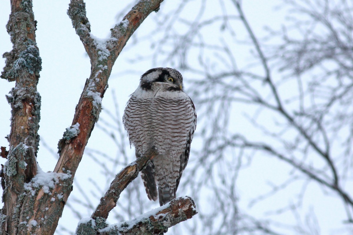 Northern Hawk Owl - ML646504714