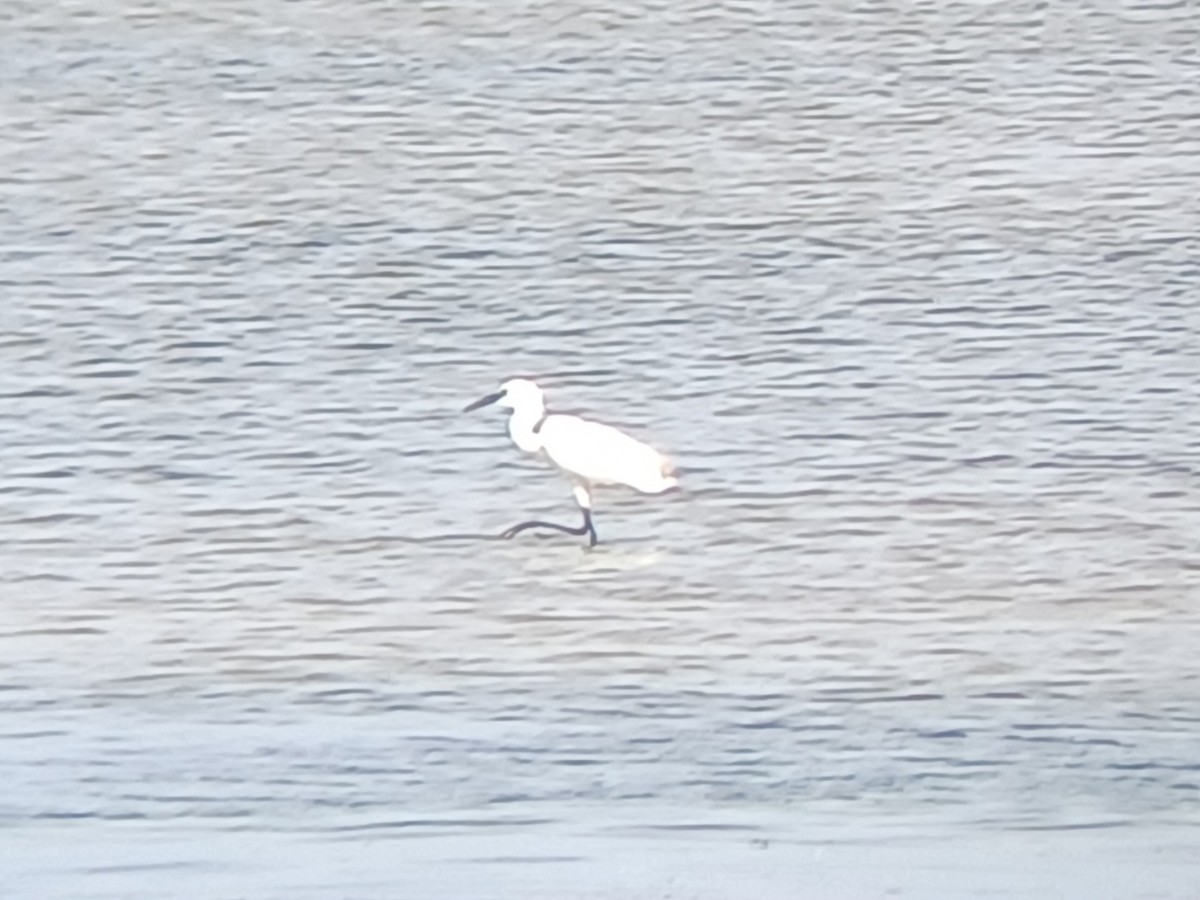 Aigrette garzette - ML646504715