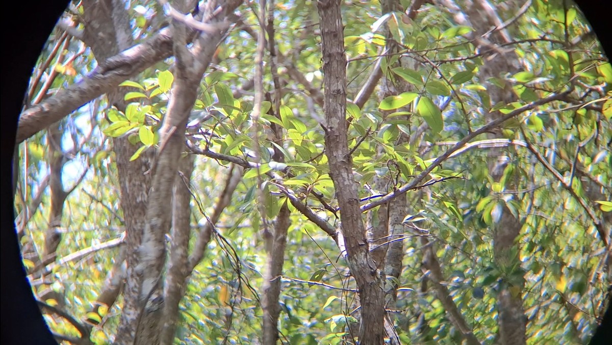 Ashy Tailorbird - ML646504716