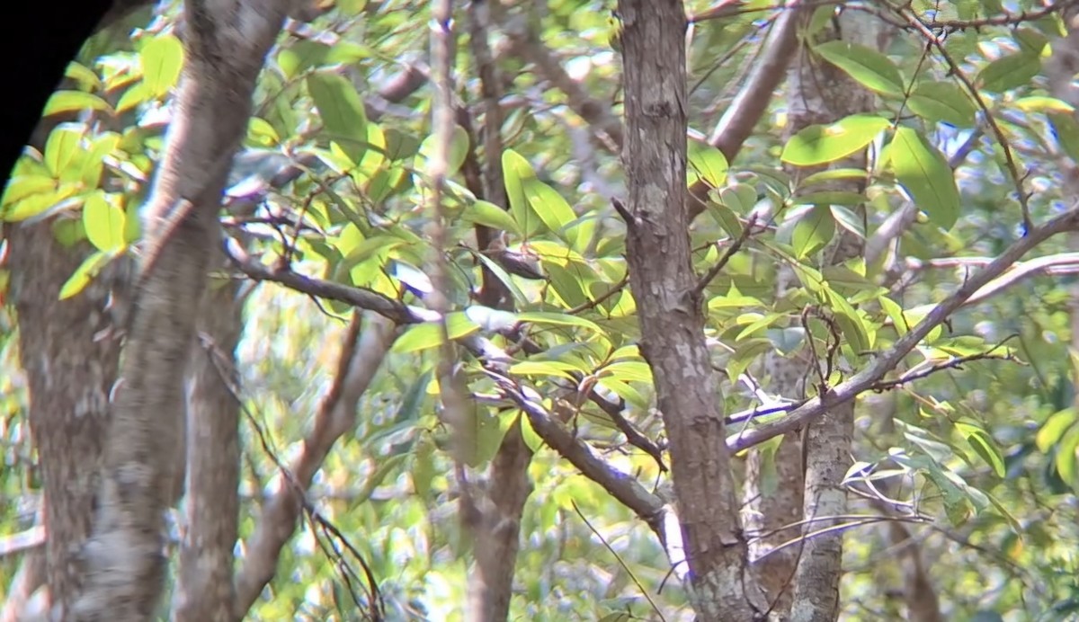 Кравчик рудощокий - ML646504717