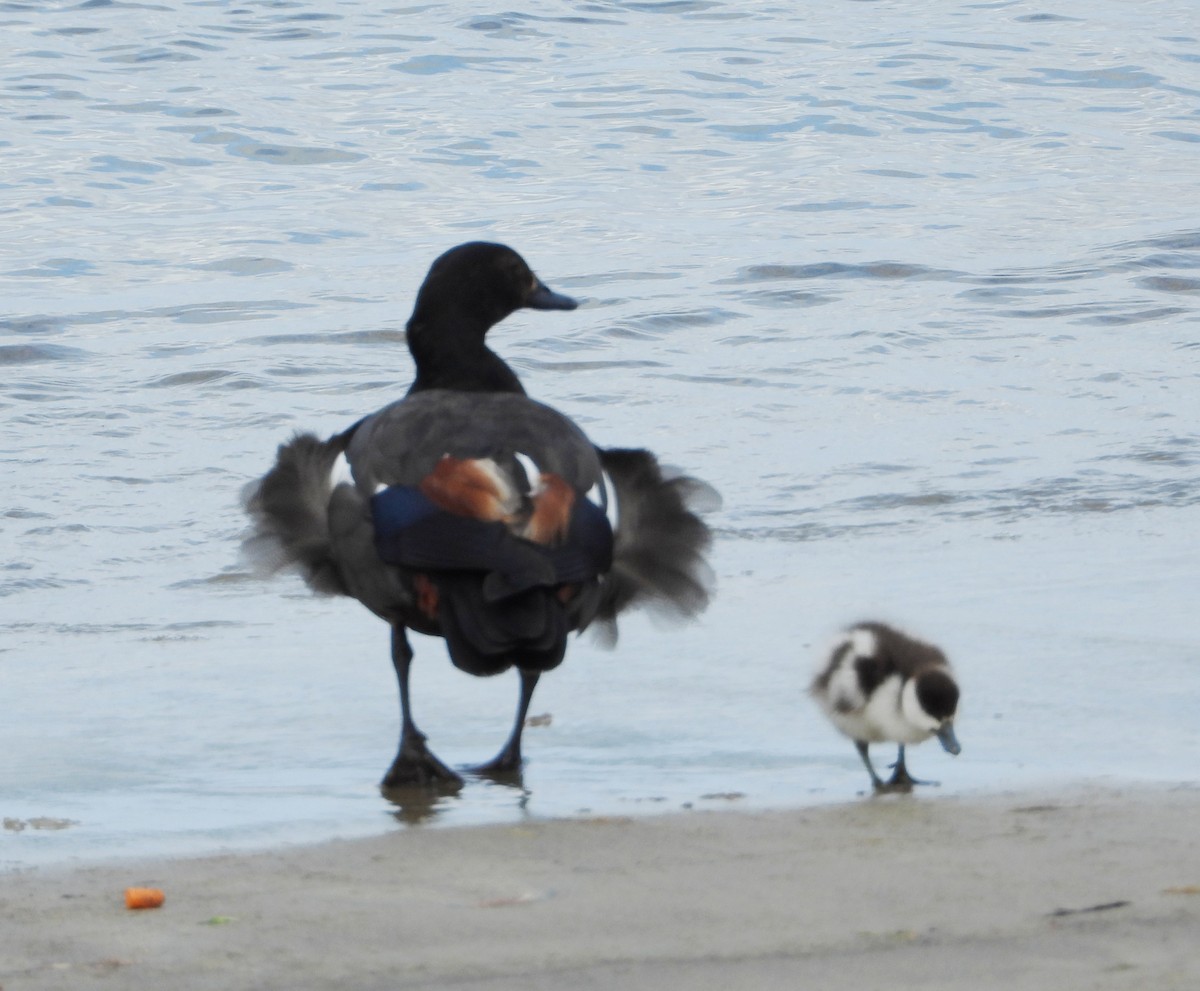 Огар новозеландський - ML646504718