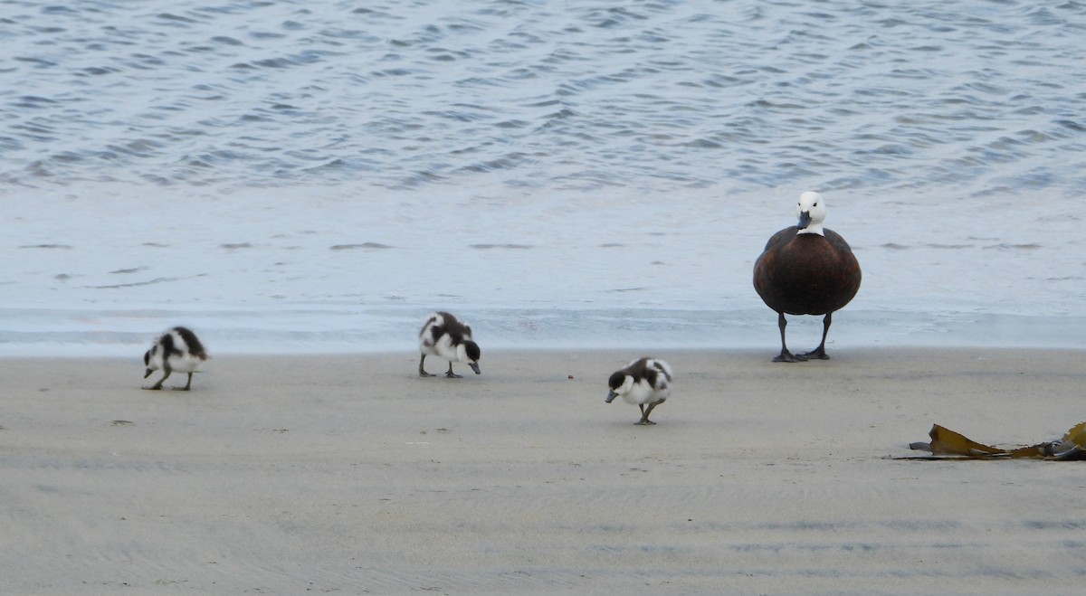 Огар новозеландський - ML646504719