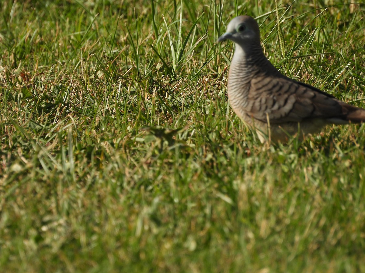 Горлиця смугаста - ML646504720